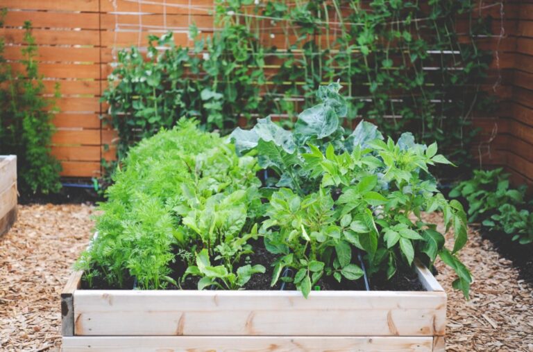 tricks-for-cultivating-an-urban-garden-at-home